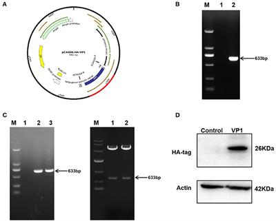 Foot-and-mouth disease virus VP1 promotes viral replication by regulating the expression of chemokines and GBP1